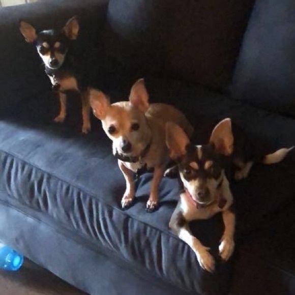 Meet your Posher, Samantha - Picture 4 of 4